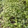 Vegetable seedlings