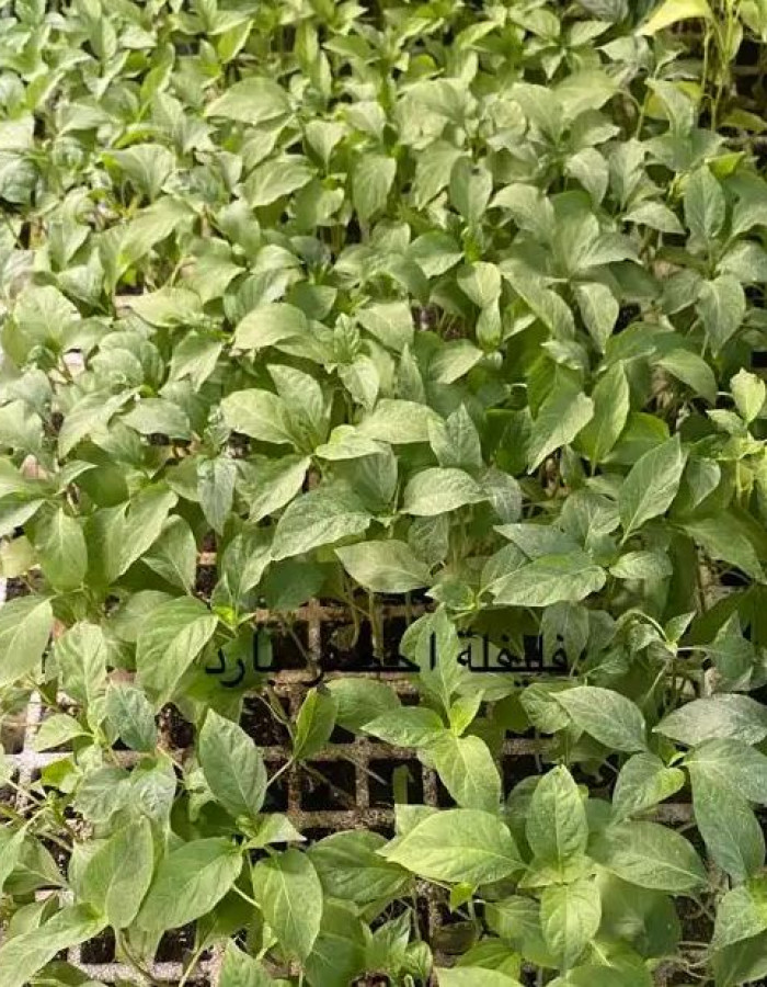 Vegetable seedlings