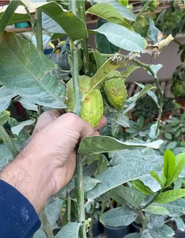 شتلة ليمون طبي للبيع