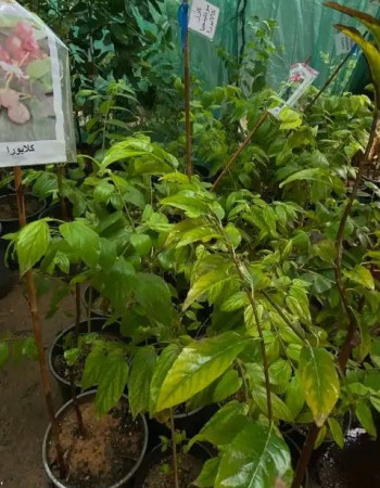 شتلات كرز جامايكي او كرز كلابورا