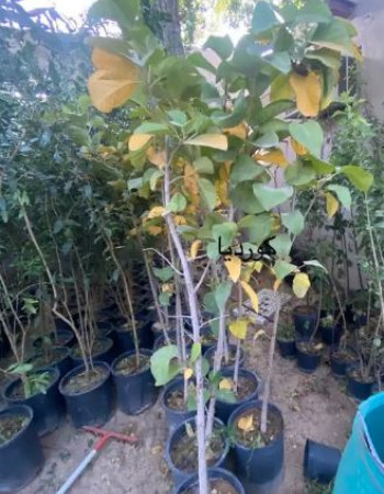 شتلة كورديا للبيع