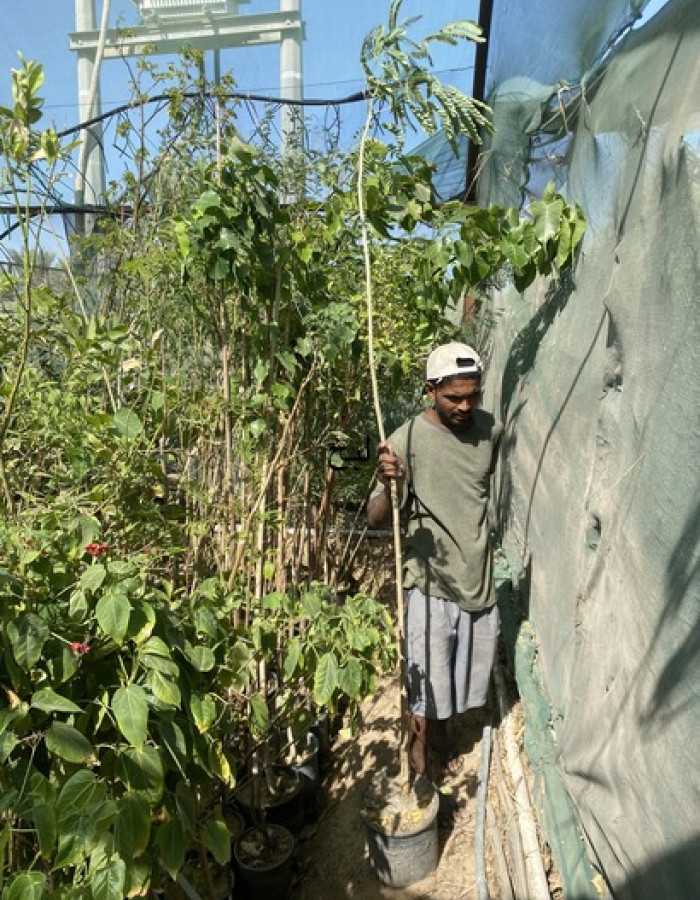 شتلة لبخ شتلة لبخ