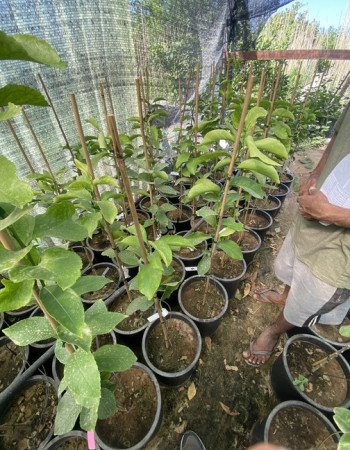 شتلة ليمون ماير شتلة ليمون ماير