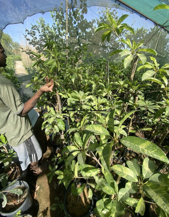 شيكو مبرقش  شيكو مبرقش