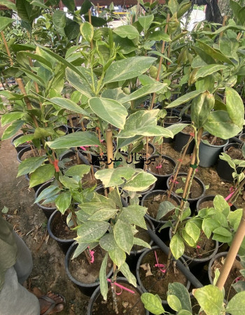 برتقال كارا كارا برتقال كارا كارا