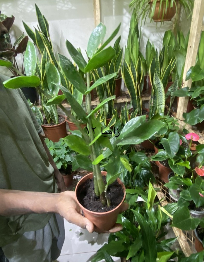 شتلات زاميا شتلات زاميا