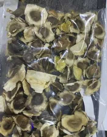 Moringa Seeds For Sale