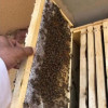 Beehive for sale