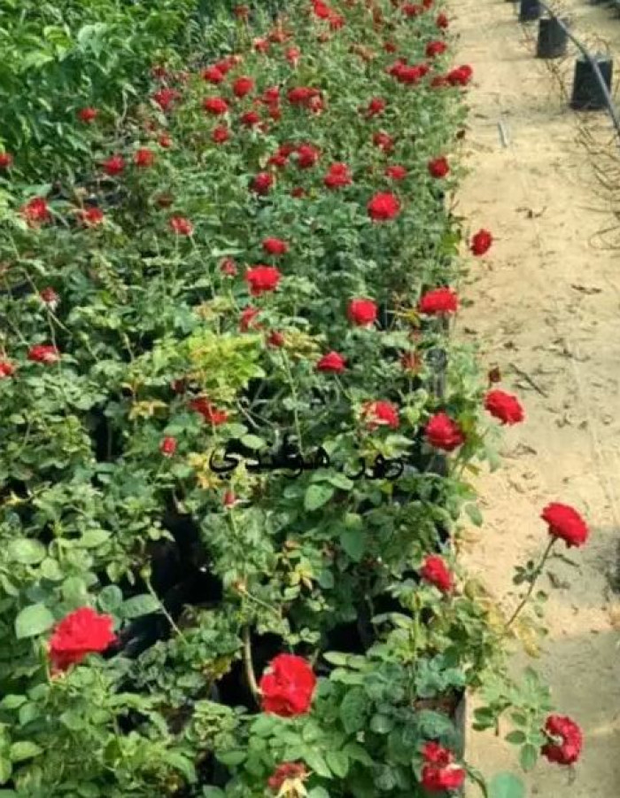 شتلات جوري هولندي 