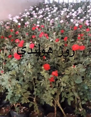 شتلات جوري هولندي 