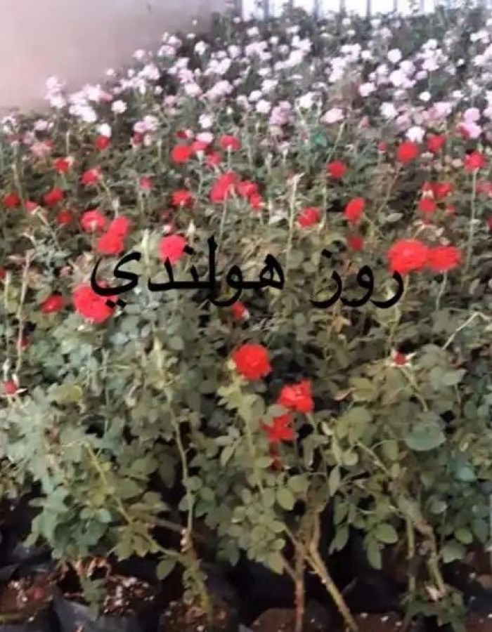 شتلات جوري هولندي 