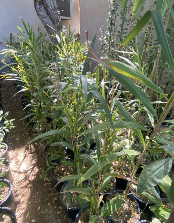 شتلة هيل شتلة هيل