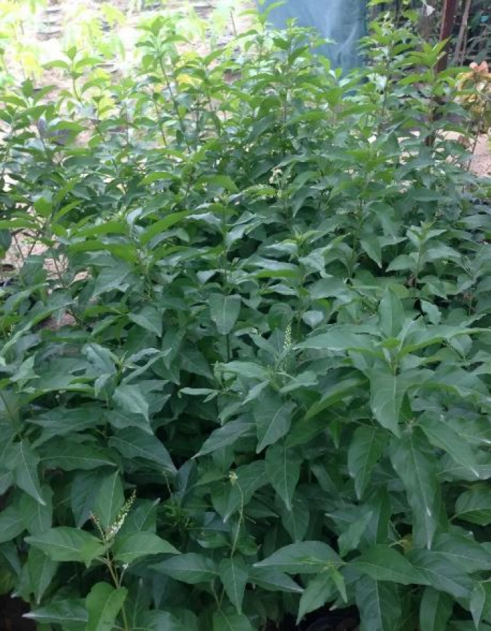 شتلة ياسمين الاسترالي 