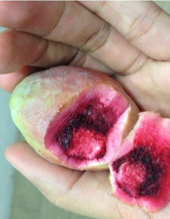 لوز بجلي للبيع