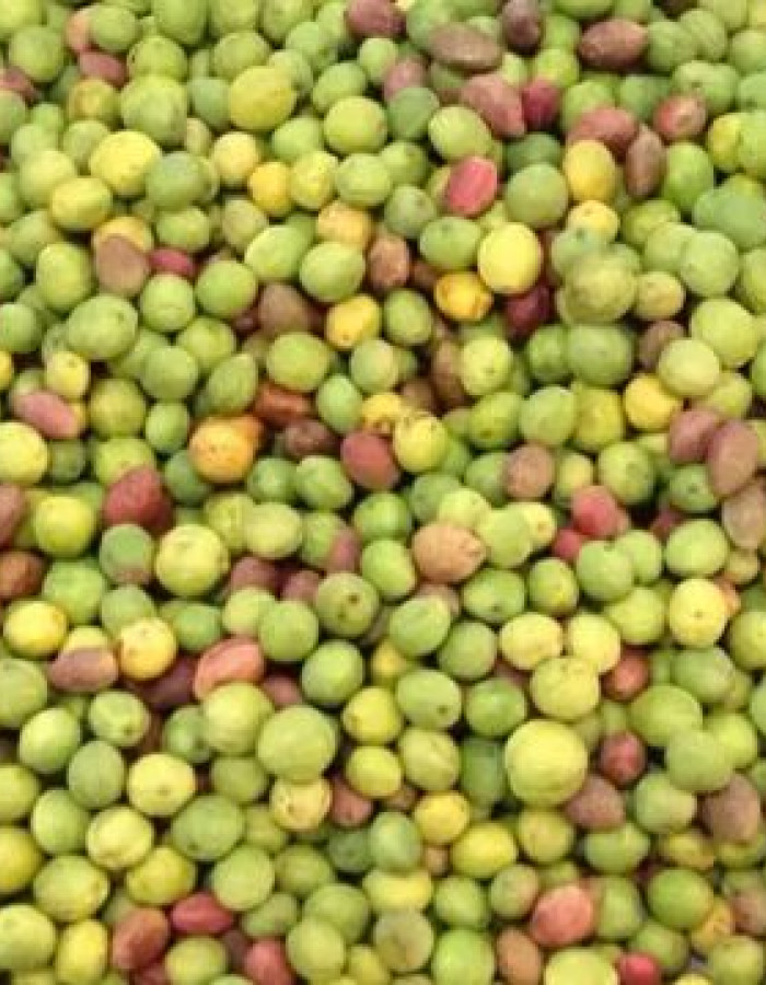 Terminalia Catappa fruit, Tropical Almond fruit