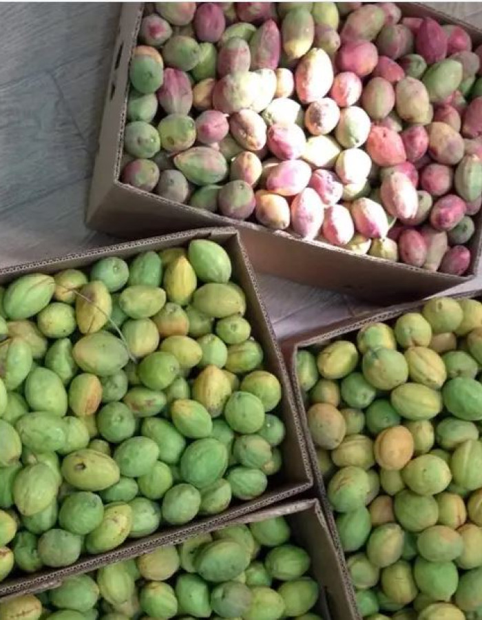 Terminalia Catappa fruit, Tropical Almond fruit